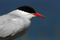 Arctic Tern