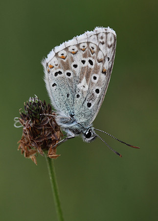 Chalk Hill Blue  (male)