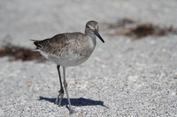 Willet