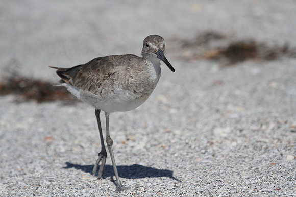 Willet