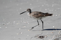Willet
