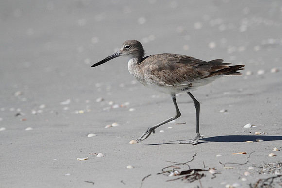 Willet