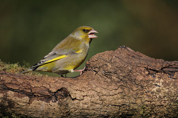 Male Greenfinch