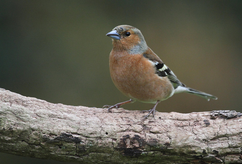 Male Chaffinch