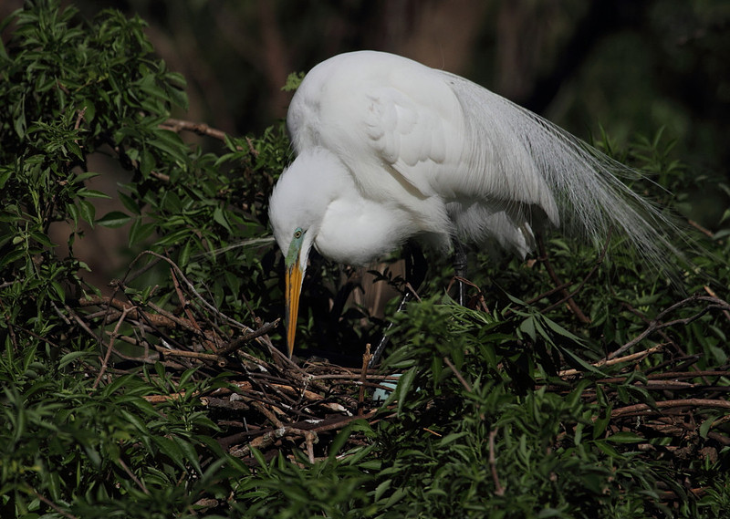 Great Egret
