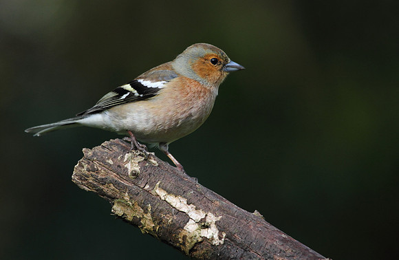 Male Chaffinch