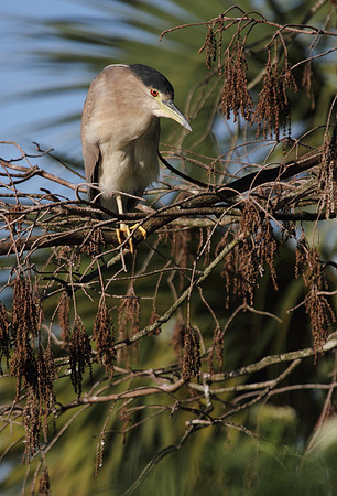 Black Crowned Night Heron