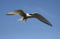 Arctic Tern in flight