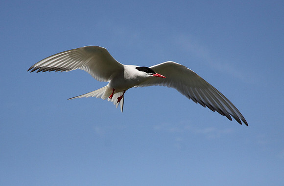 Arctic Tern in flight