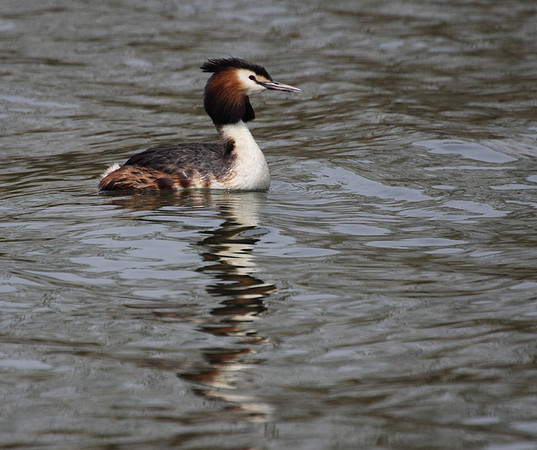 Great Crested Grebe