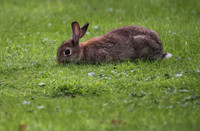 Rabbit