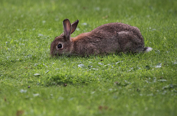 Rabbit