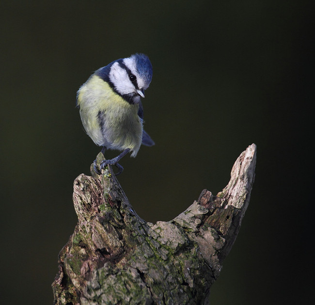 Blue Tit