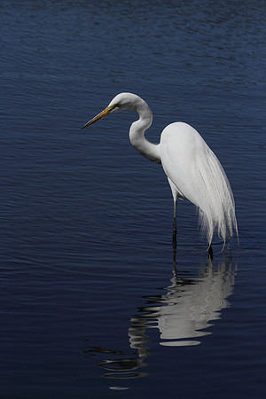 Great Egret