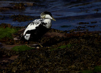Male Eider
