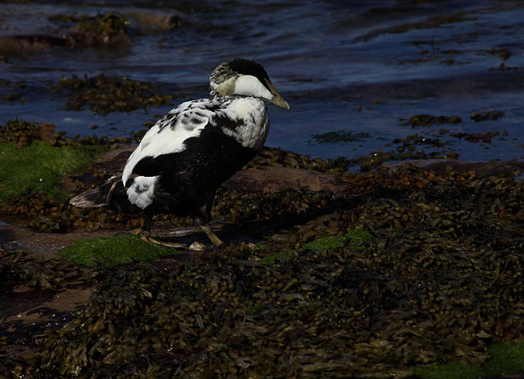 Male Eider