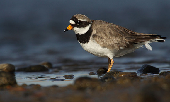 Ringed Plover