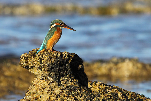 Female Kingfisher
