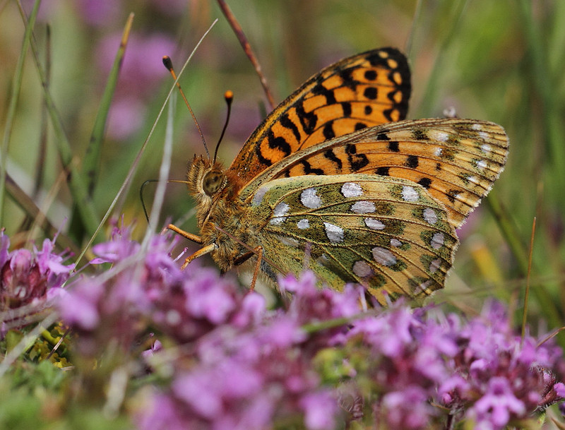 Dark Green Fritillary