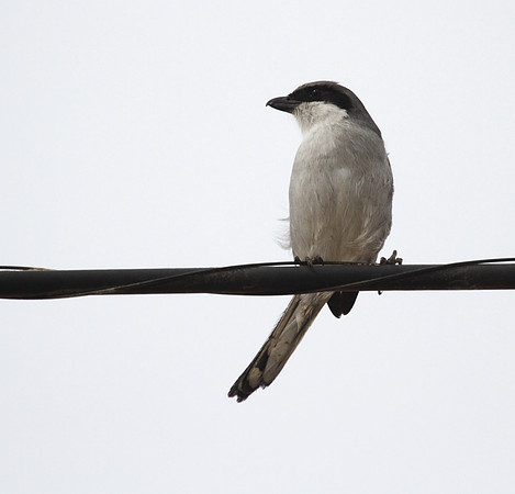 Southern Grey Shrike