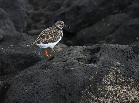 Turnstone