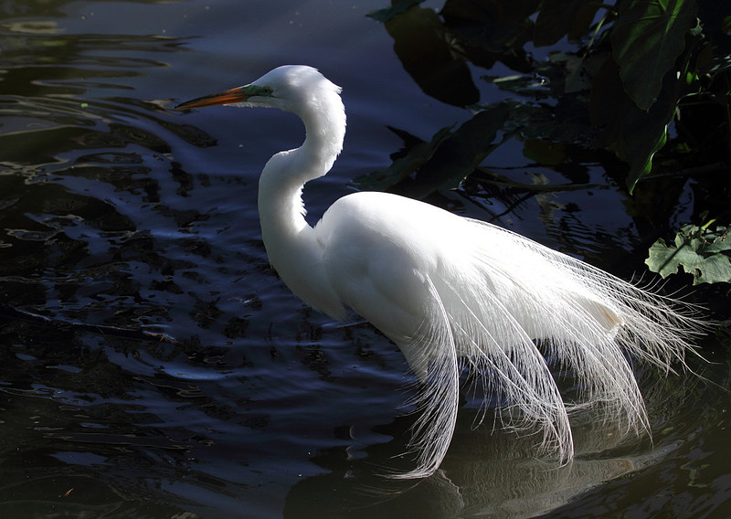 Great Egret
