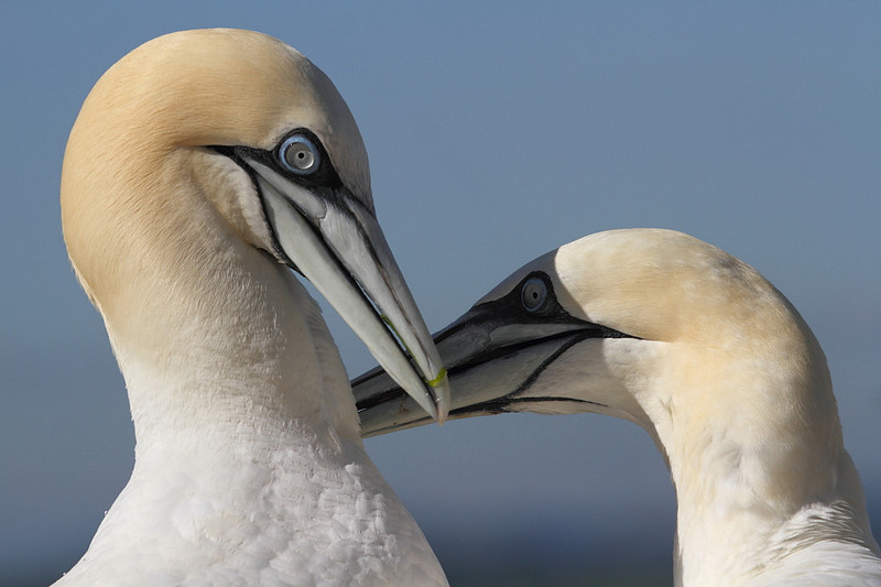 Gannets preening