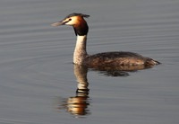 Great Crested Grebe