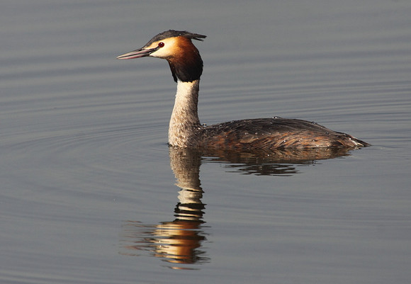 Great Crested Grebe