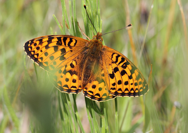 Dark Green Fritillary
