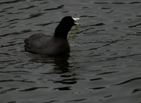 American Coot