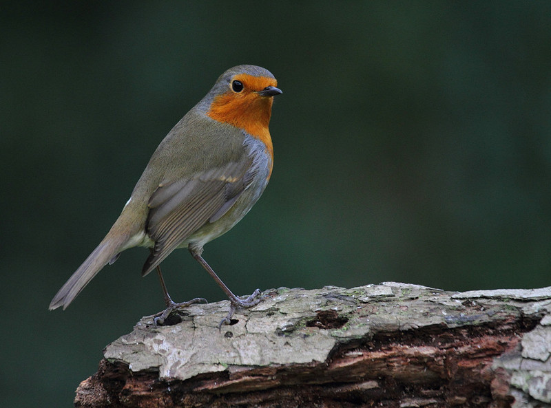 Robin