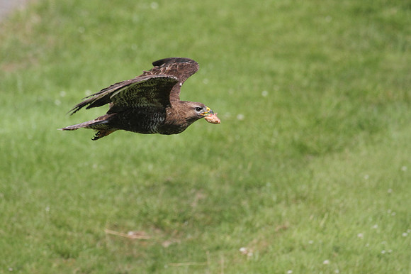 Buzzard