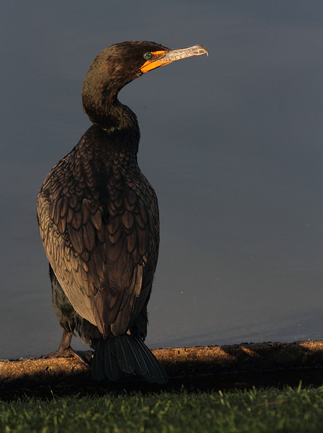Double Crested Cormorant
