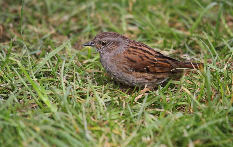 Dunnock