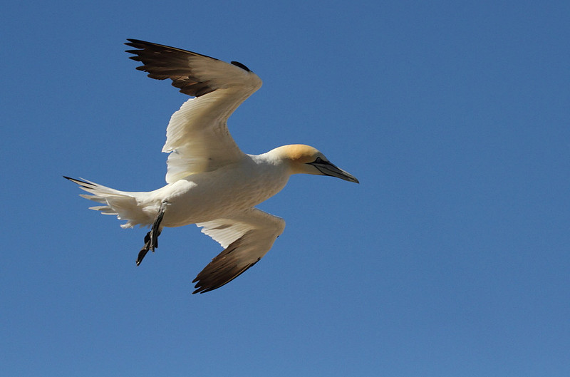 Gannet in flight
