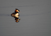 Great Crested Grebe