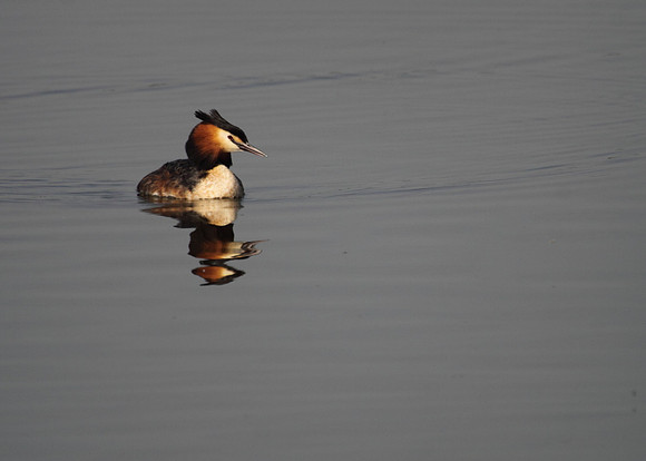 Great Crested Grebe