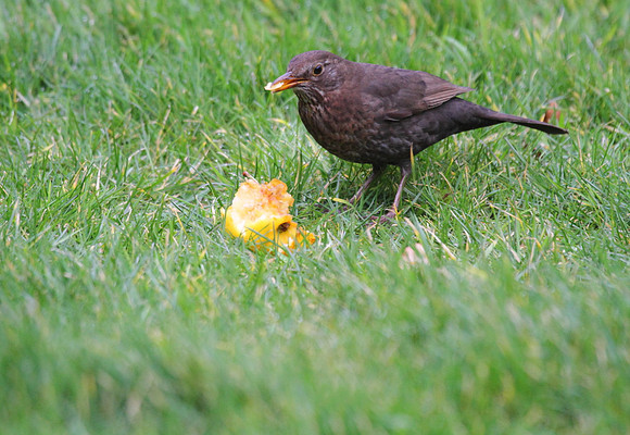 Female Blackbird