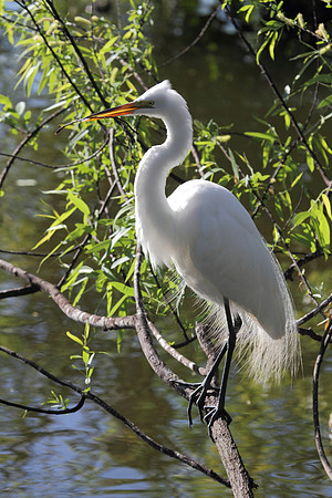 Great Egret