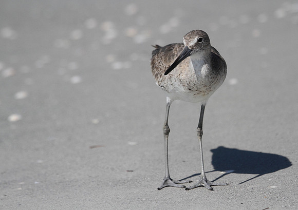 Willet