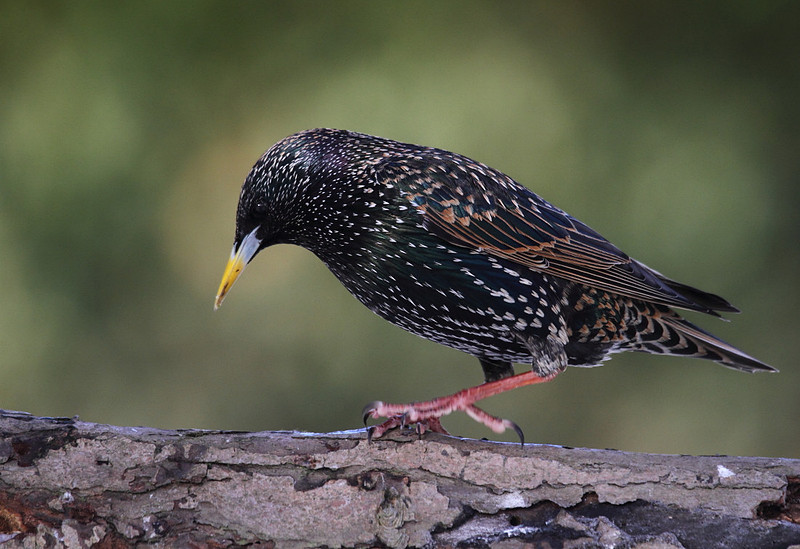 Starling