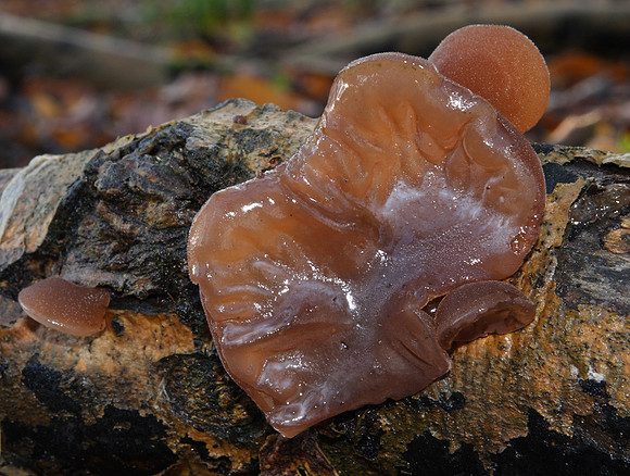 Jew's Ear