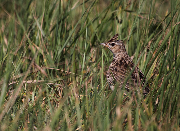 Skylark