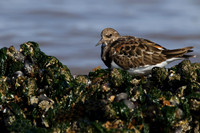Turnstone
