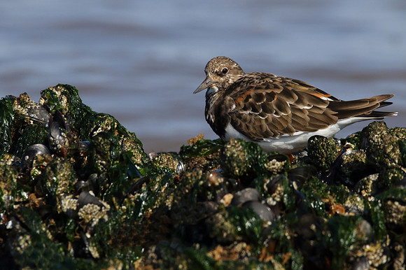 Turnstone